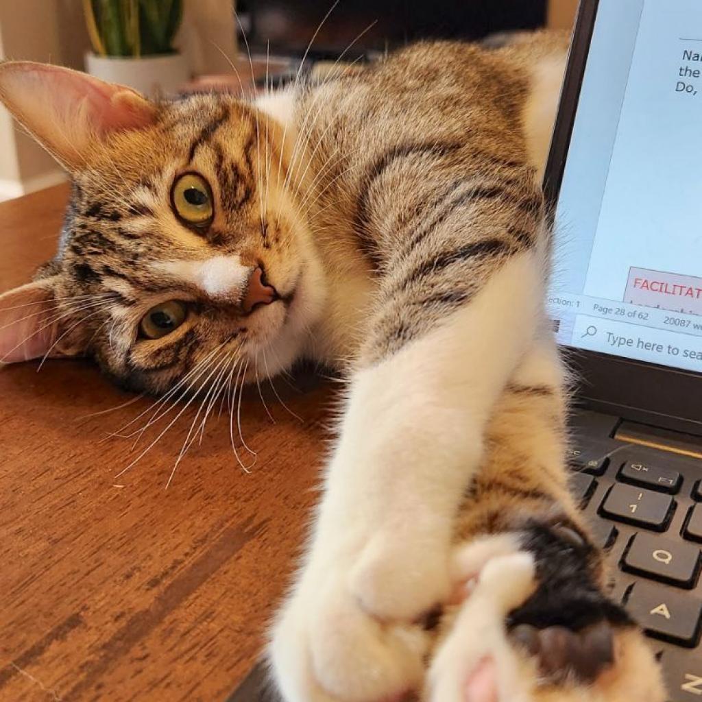 Enlarge Chipie, a Adoptable Domestic Short Hair in Washington, DC image 1/6