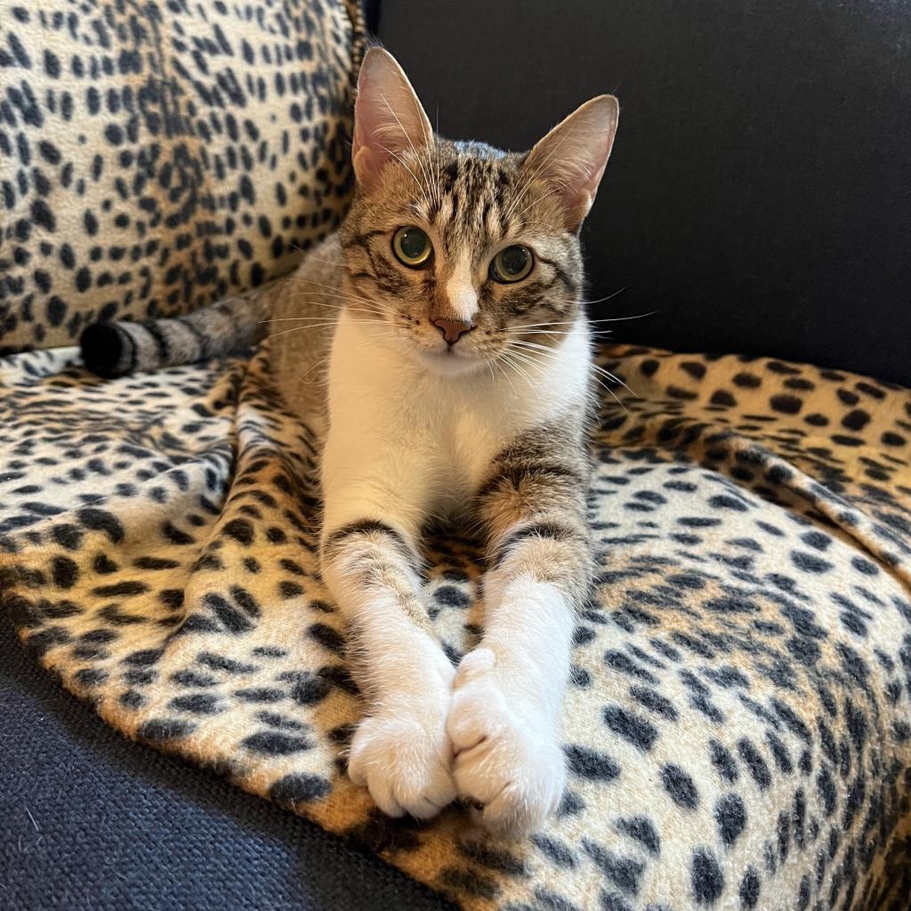 Chipie, a Adoptable Domestic Short Hair in Washington, DC image 2/6