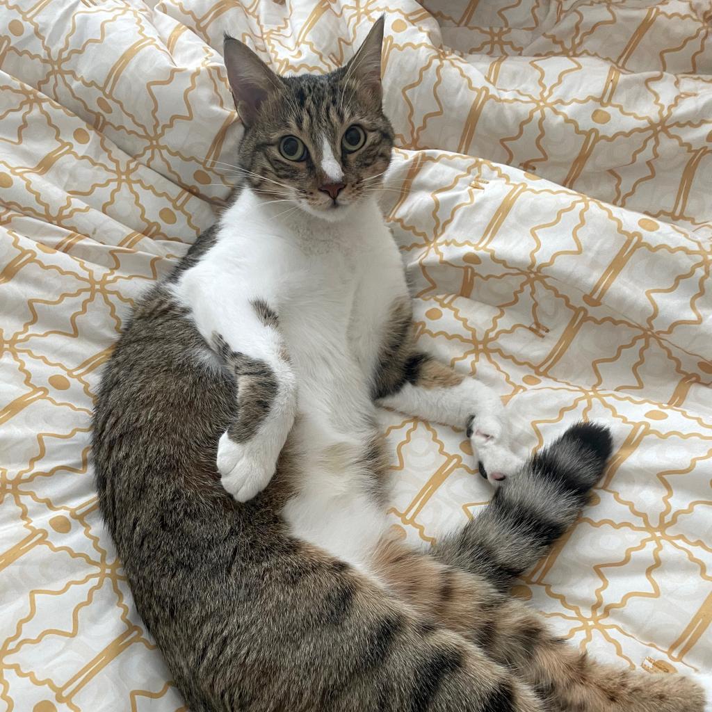 Chipie, a Adoptable Domestic Short Hair in Washington, DC image 3/6