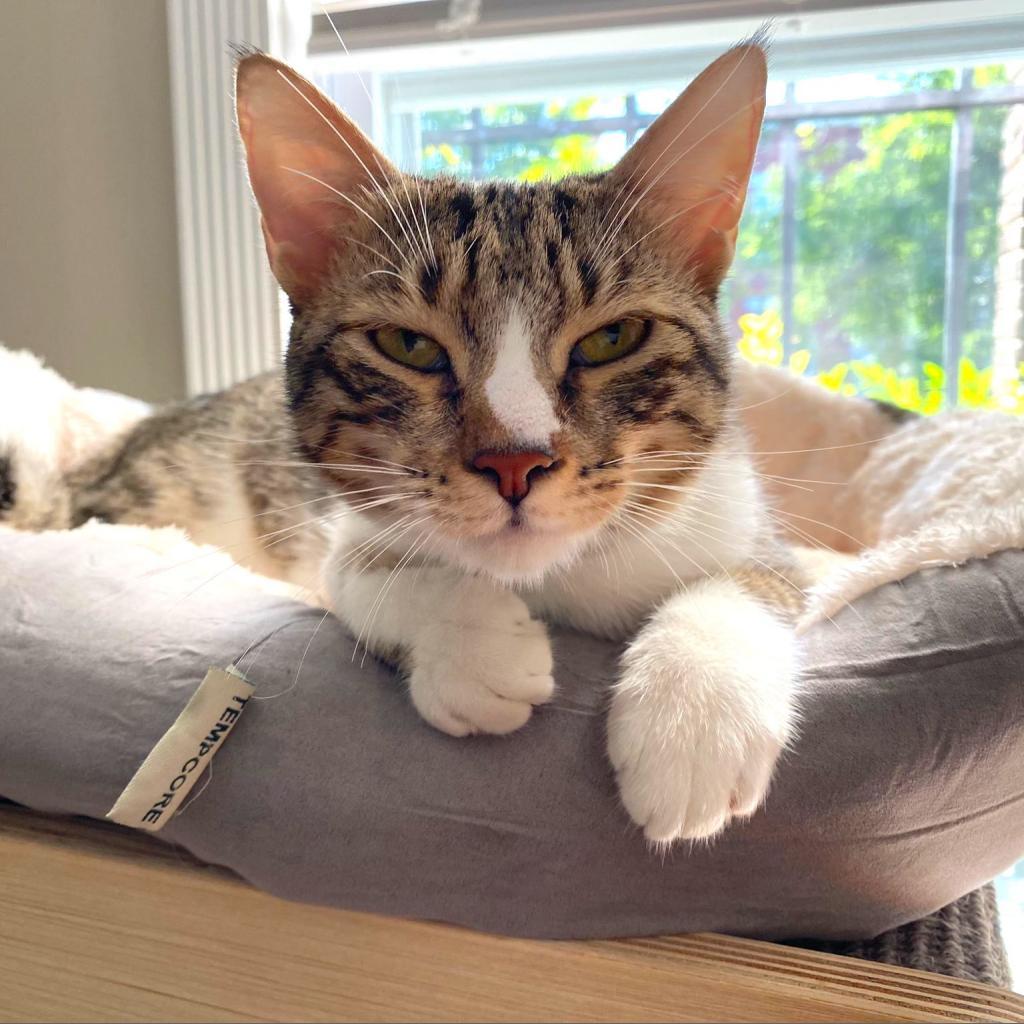 Chipie, a Adoptable Domestic Short Hair in Washington, DC image 4/6