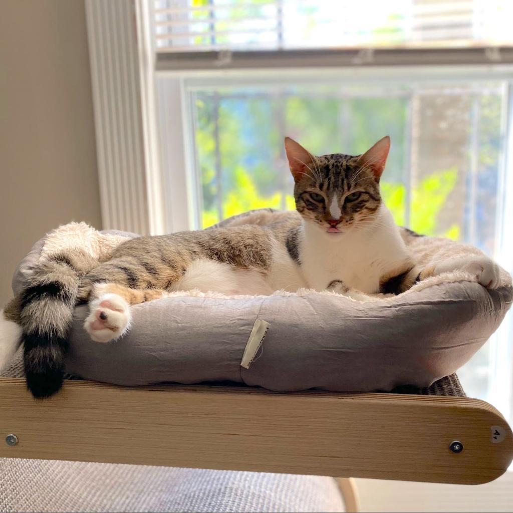 Chipie, a Adoptable Domestic Short Hair in Washington, DC image 5/6