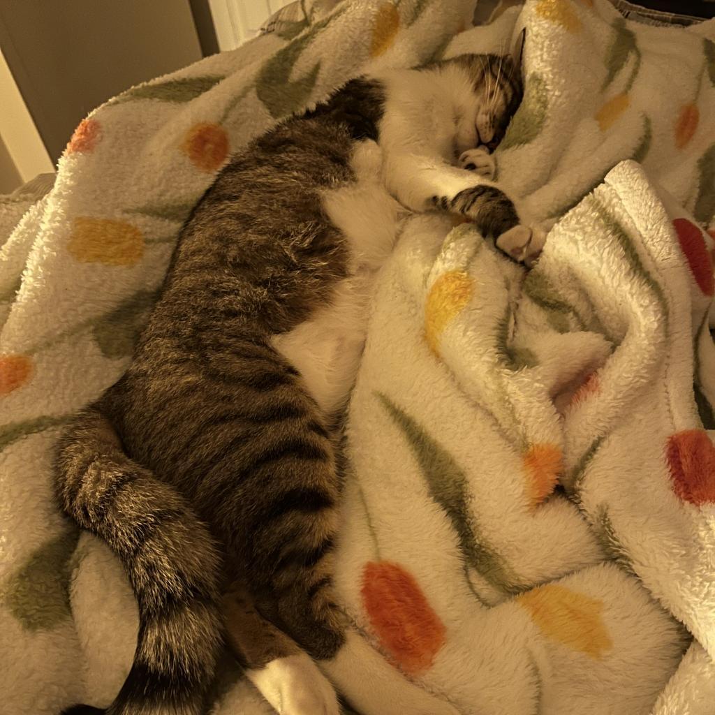 Chipie, a Adoptable Domestic Short Hair in Washington, DC image 6/6