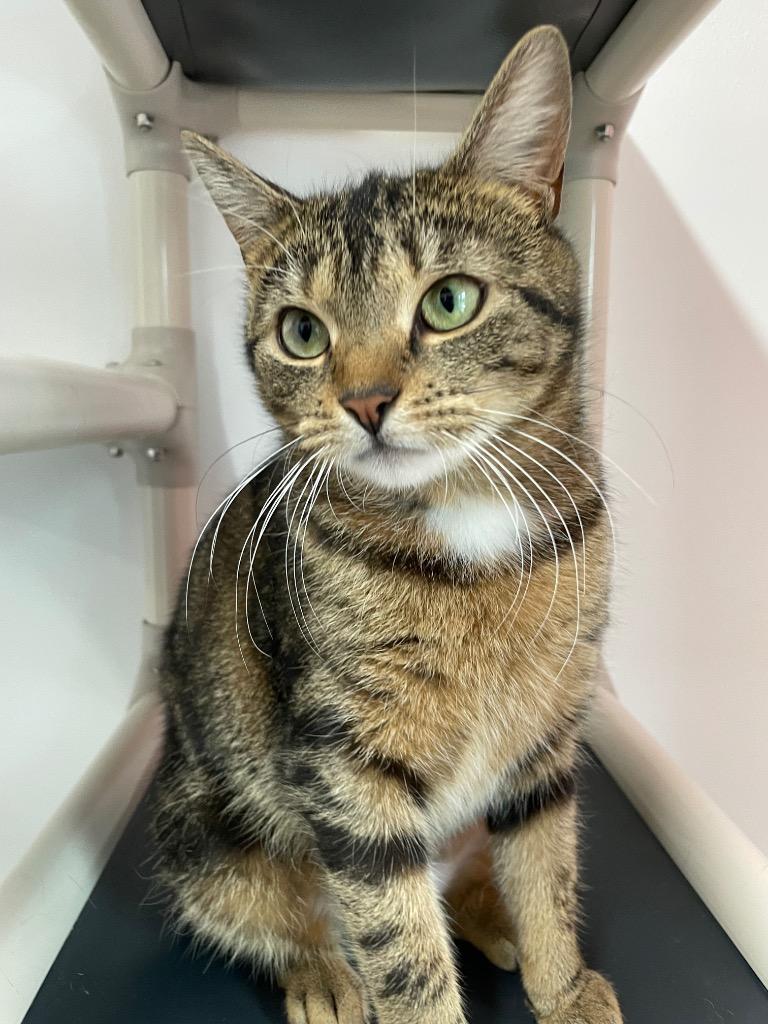 Enlarge Topaz, a Adoptable mixed breed in Glenfield, NY image 1/6