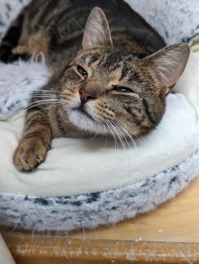 Enlarge Topaz, a Adoptable mixed breed in Glenfield, NY image 2/6