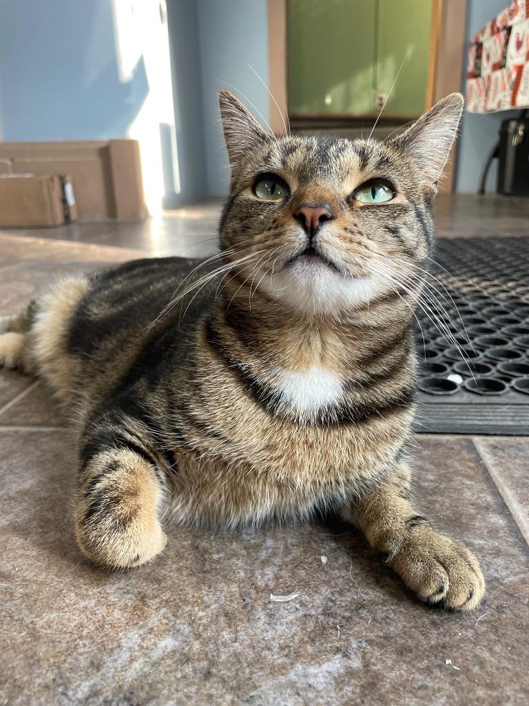 Enlarge Topaz, a Adoptable mixed breed in Glenfield, NY image 2/6