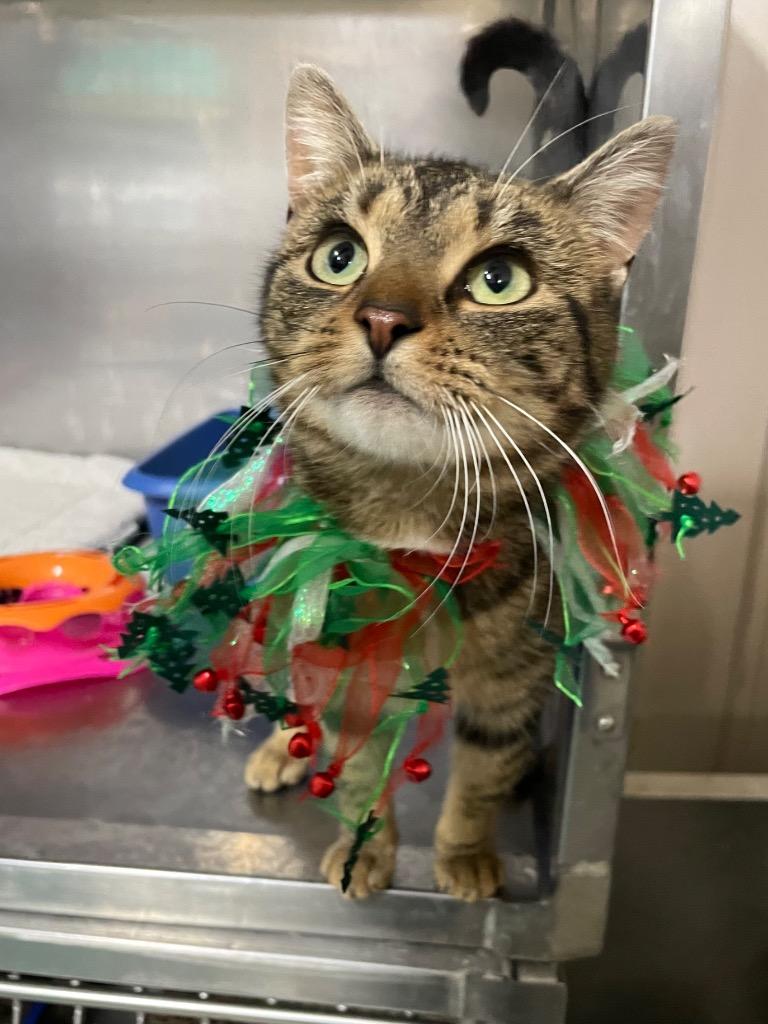 Enlarge Topaz, a Adoptable mixed breed in Glenfield, NY image 4/6