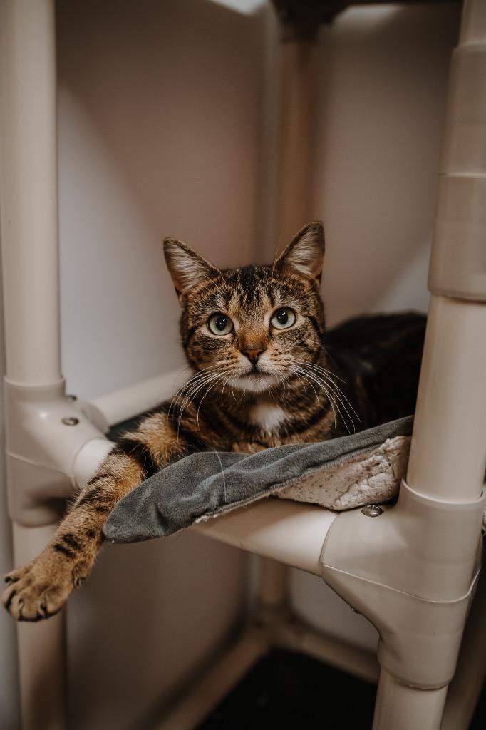 Topaz, a Adoptable mixed breed in Glenfield, NY image 6/6