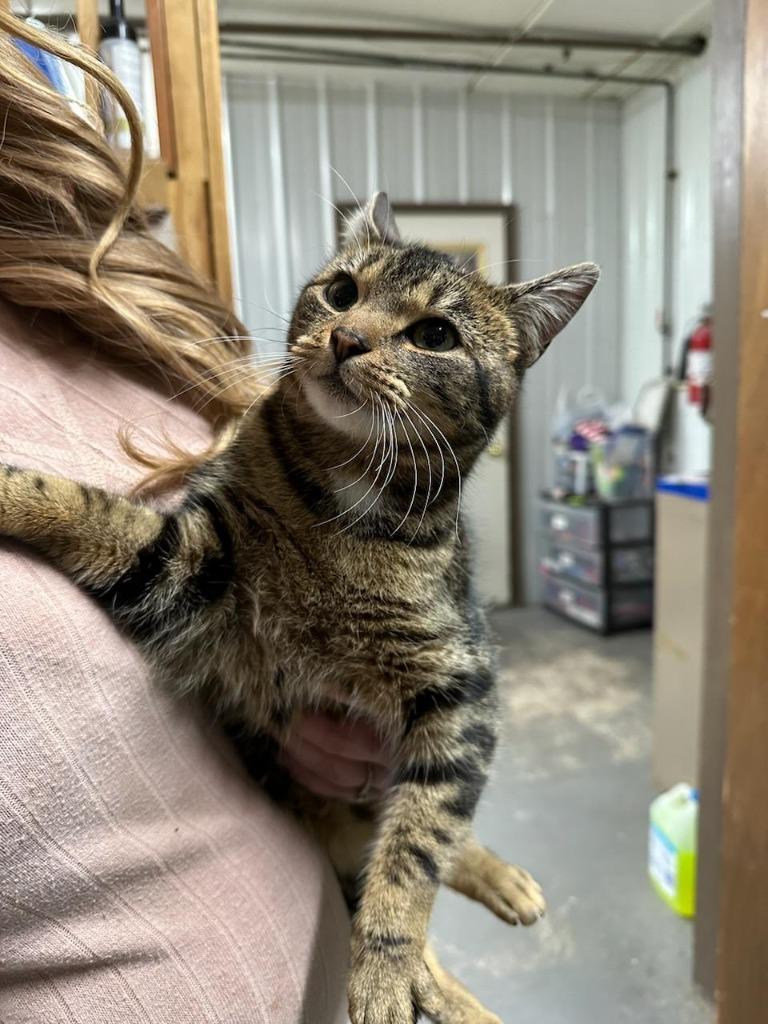 Enlarge Topaz, a Adoptable mixed breed in Glenfield, NY image 6/6