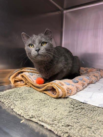 Rollo, Adoptable, Adult Male Domestic Short Hair & Domestic Short Hair.