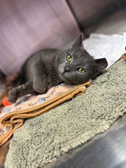 Rollo, Adoptable, Adult Male Domestic Short Hair & Domestic Short Hair.