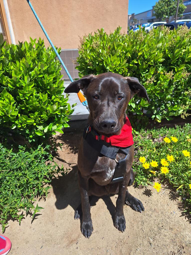 Kenny, Adoptable, Puppy Male Anatolian Shepherd.
