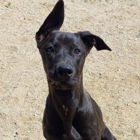 Enlarge Kenny, a Adoptable Anatolian Shepherd in Mojave, CA image 3/5