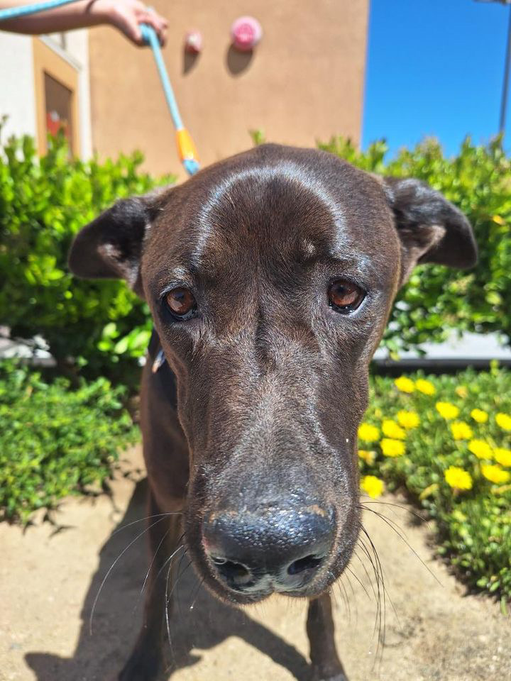 Enlarge Kenny, a Adoptable Anatolian Shepherd in Mojave, CA image 2/5