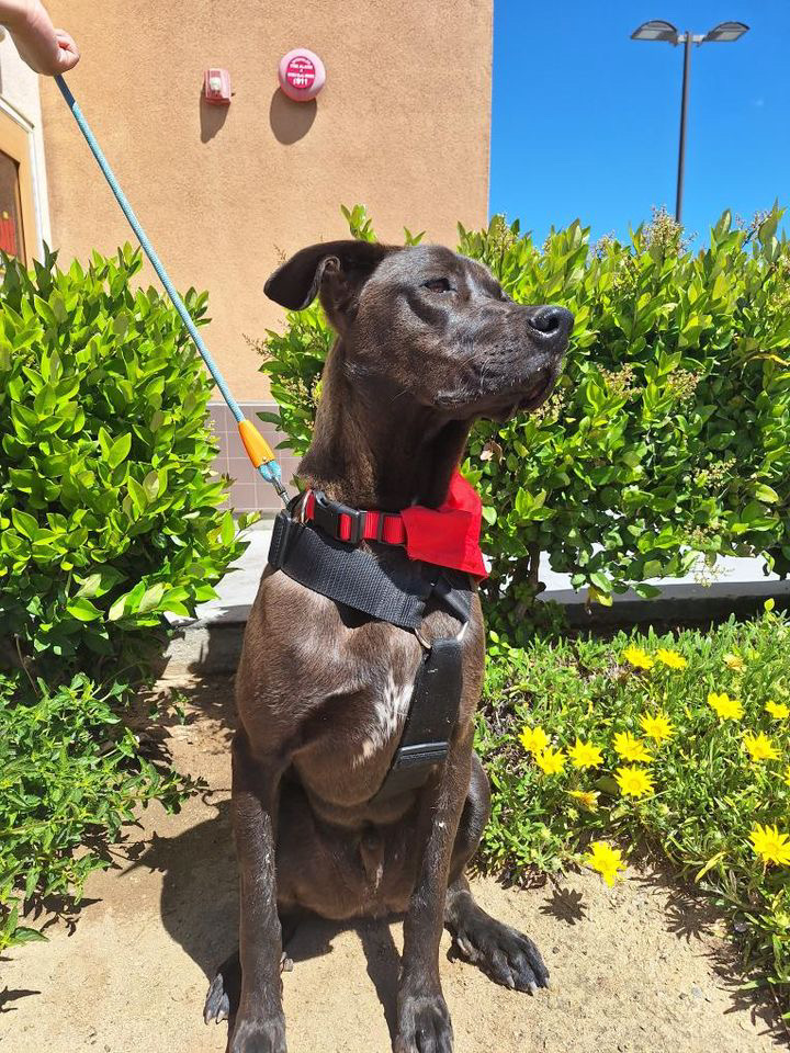Enlarge Kenny, a Adoptable Anatolian Shepherd in Mojave, CA image 5/5