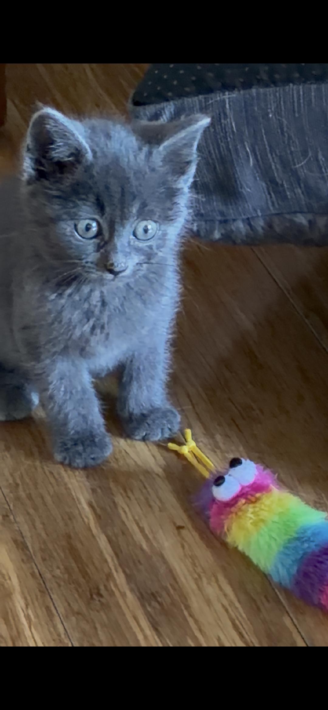 Enlarge Blink, an adopted mixed breed in Omaha, NE image 1/1
