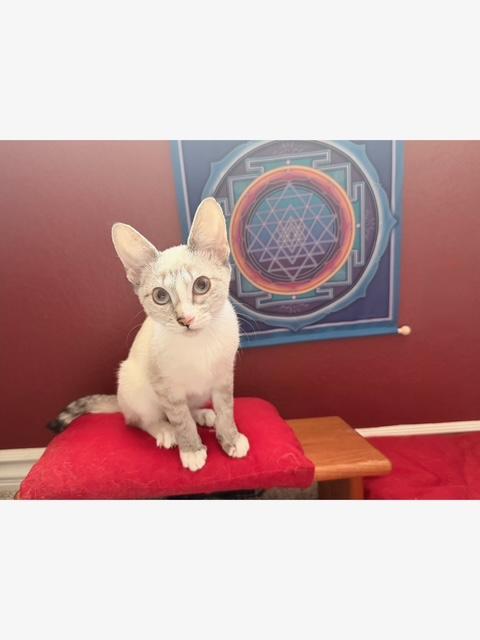 Enlarge Gabbana, a Adoptable Domestic Short Hair in Las Vegas, NV image 4/5