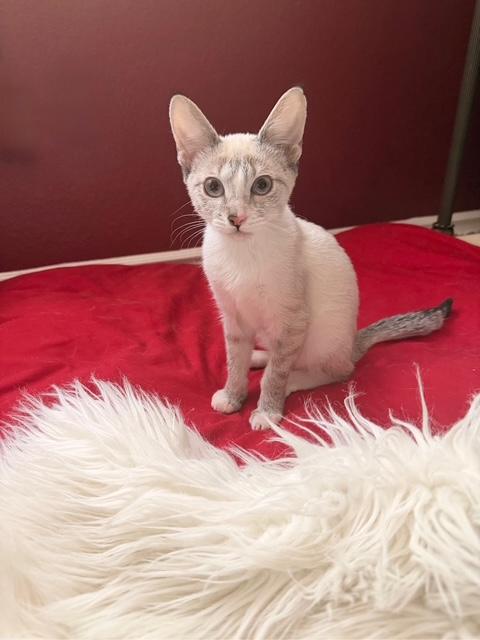 Enlarge Gabbana, a Adoptable Domestic Short Hair in Las Vegas, NV image 5/5