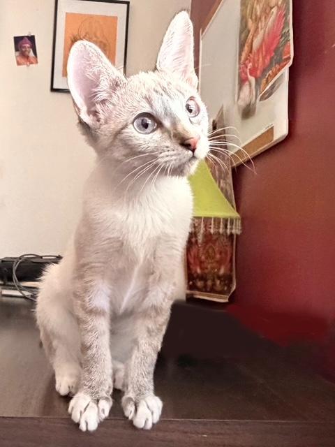 Gabbana, Adoptable, Kitten Female Domestic Short Hair.