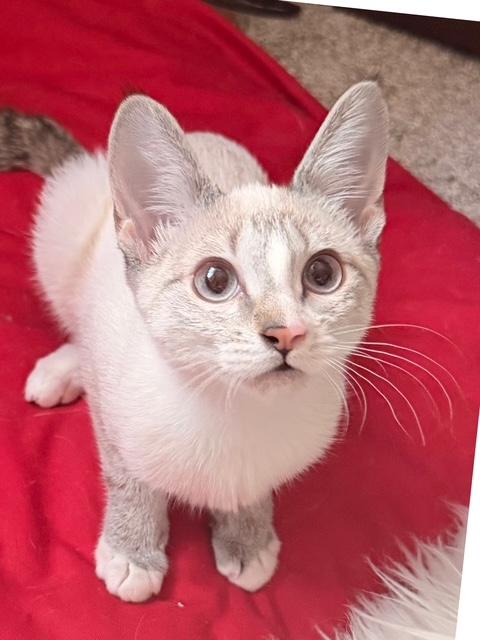 Enlarge Gabbana, a Adoptable Domestic Short Hair in Las Vegas, NV image 3/5