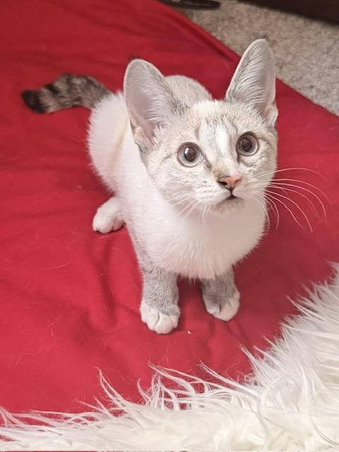 Enlarge Gabbana, a Adoptable Domestic Short Hair in Las Vegas, NV image 2/5