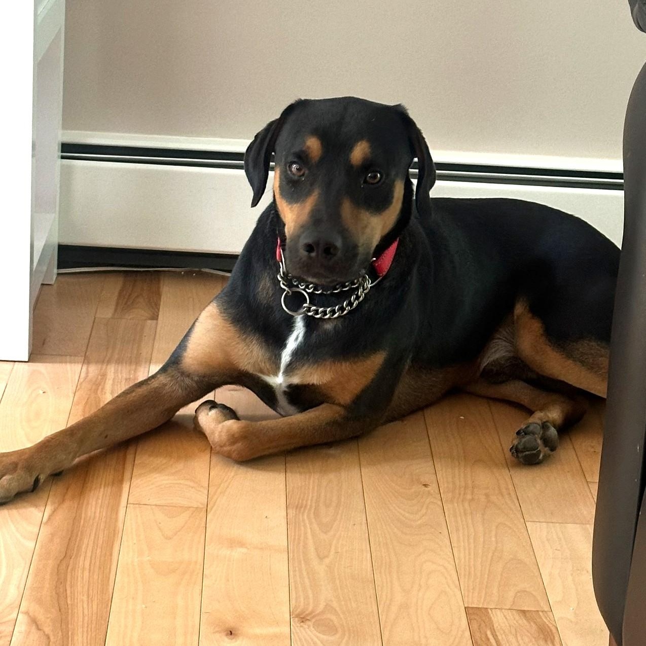 Chance - Fostered in Massachusetts