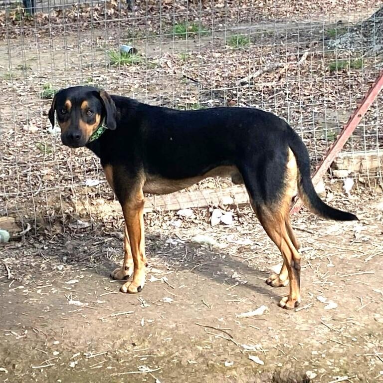 Chance - Fostered in Massachusetts photo 4