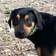 Chance - Fostered in Massachusetts photo 3