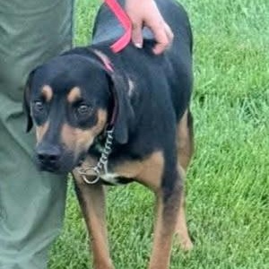 Chance - Fostered in Massachusetts photo 2