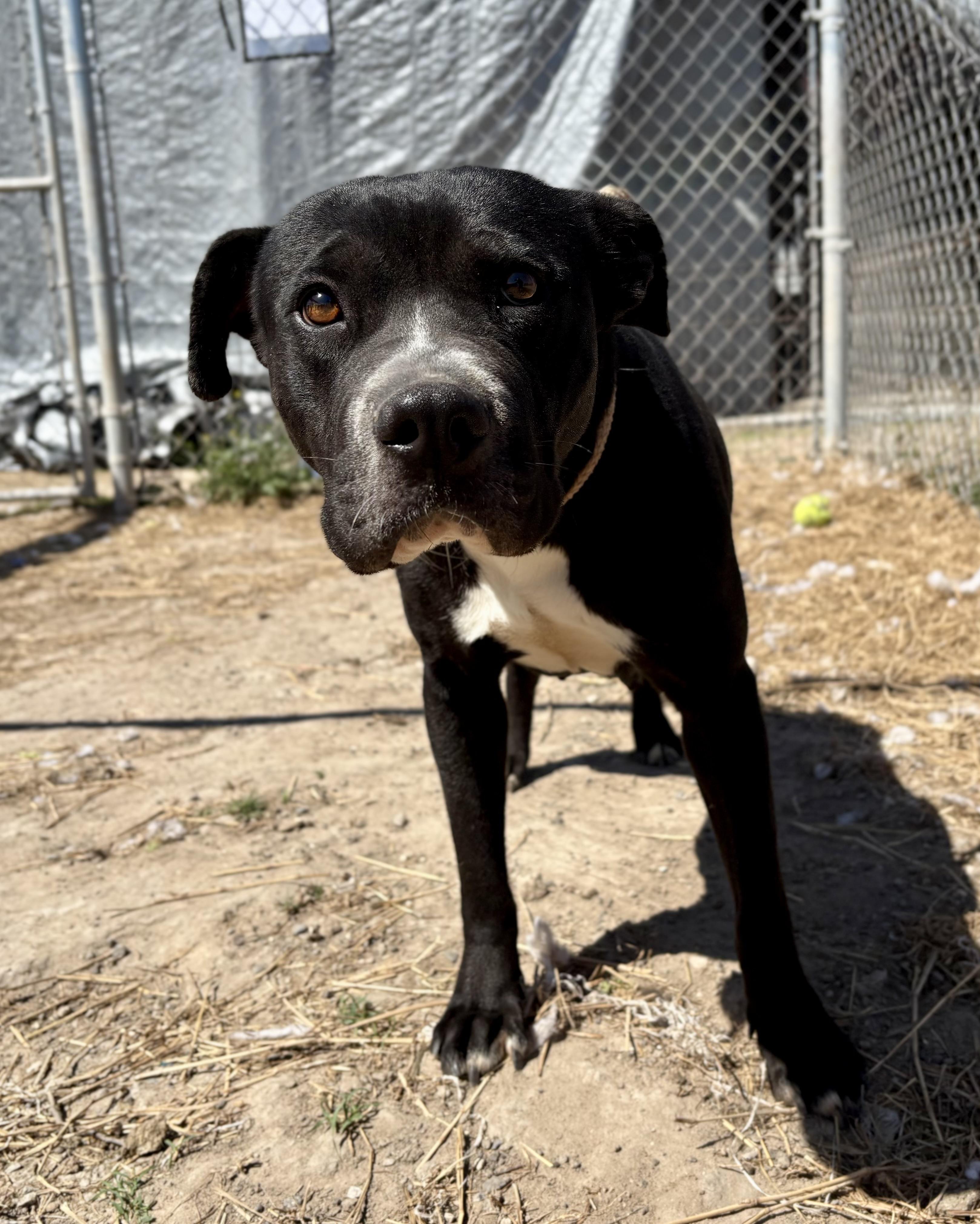 Lucille, a Adoptable Pit Bull Terrier in Haddonfield, NJ image 3/4