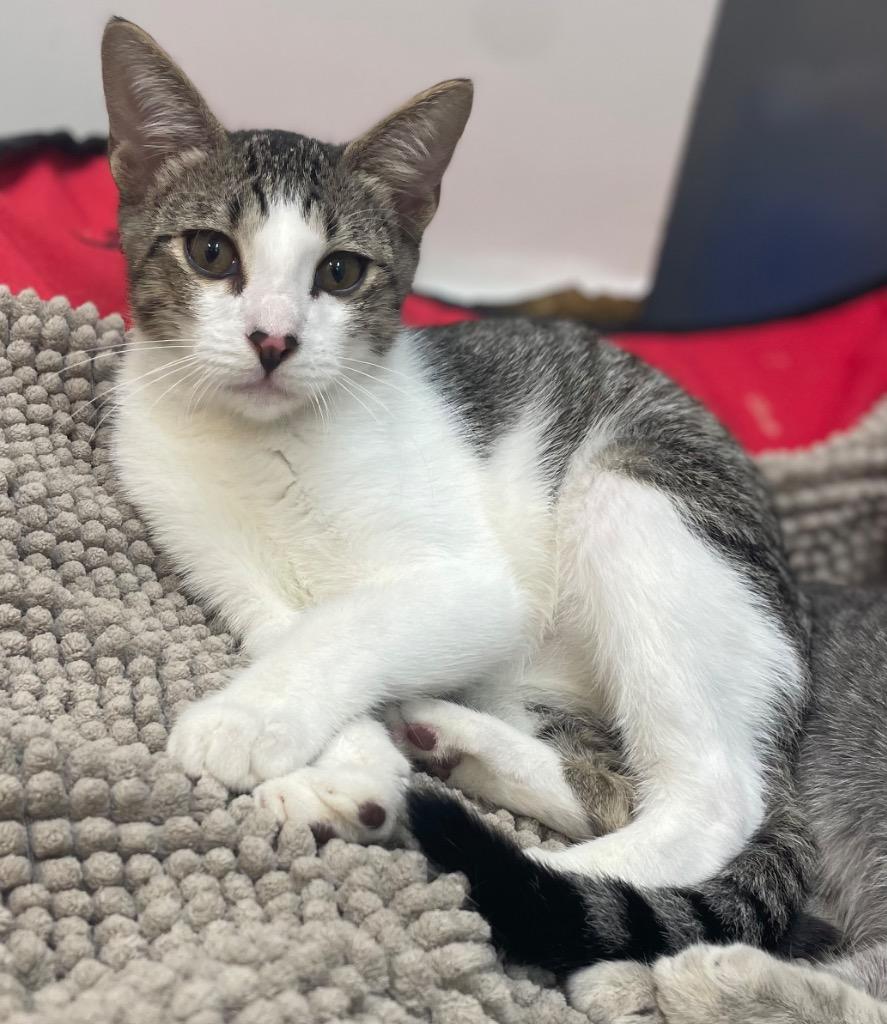 Enlarge Mikey, a Adoptable mixed breed in Neosho, MO image 1/4