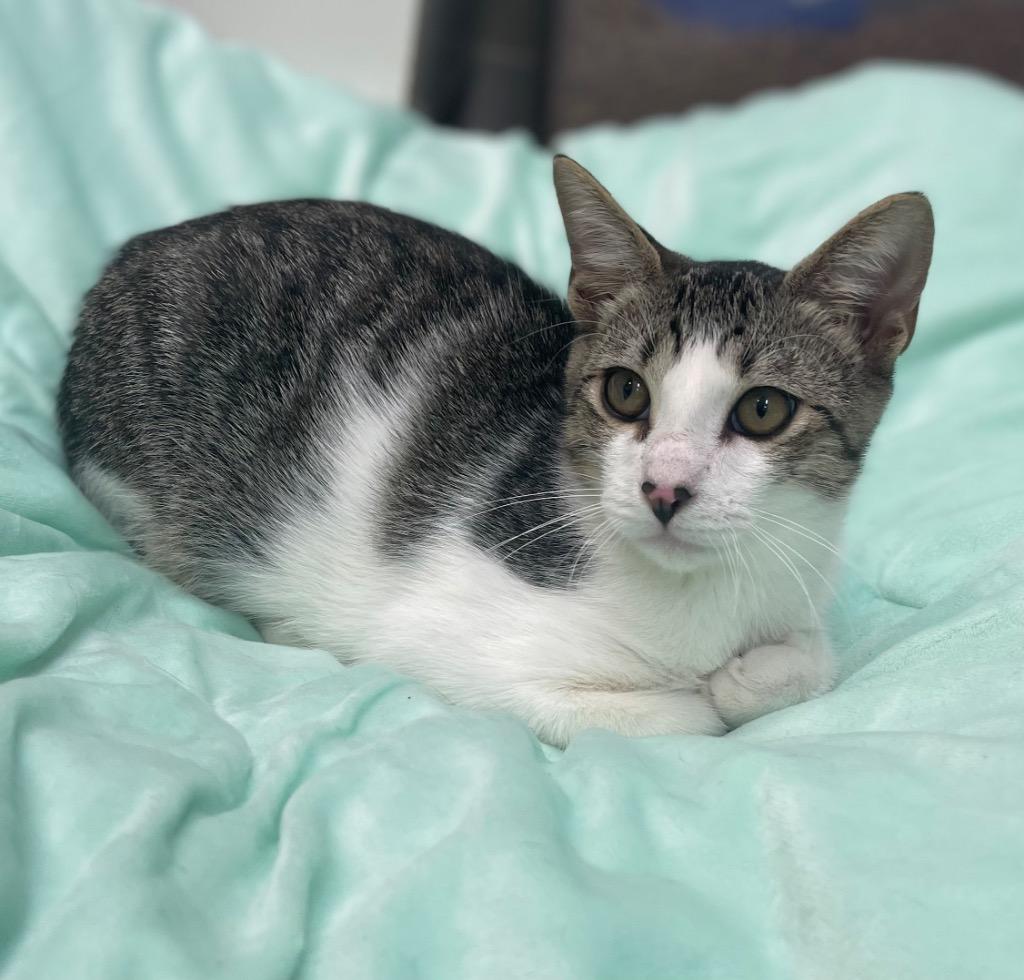 Enlarge Mikey, a Adoptable mixed breed in Neosho, MO image 2/4