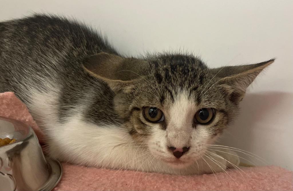 Enlarge Mikey, a Adoptable mixed breed in Neosho, MO image 3/4