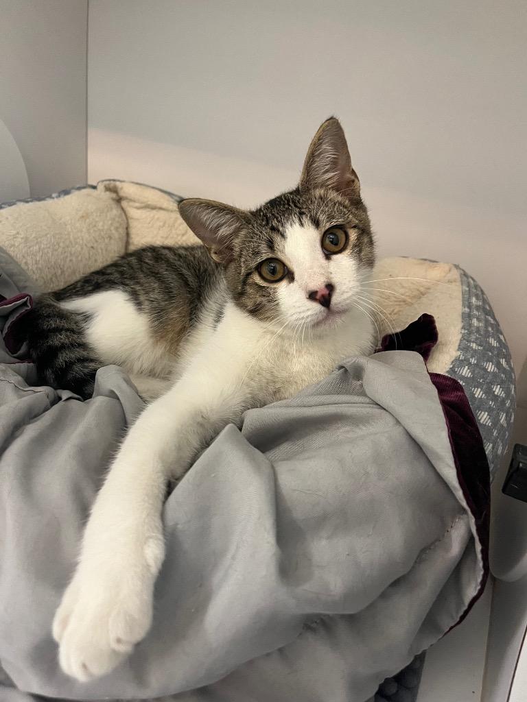 Enlarge Mikey, a Adoptable mixed breed in Neosho, MO image 4/4