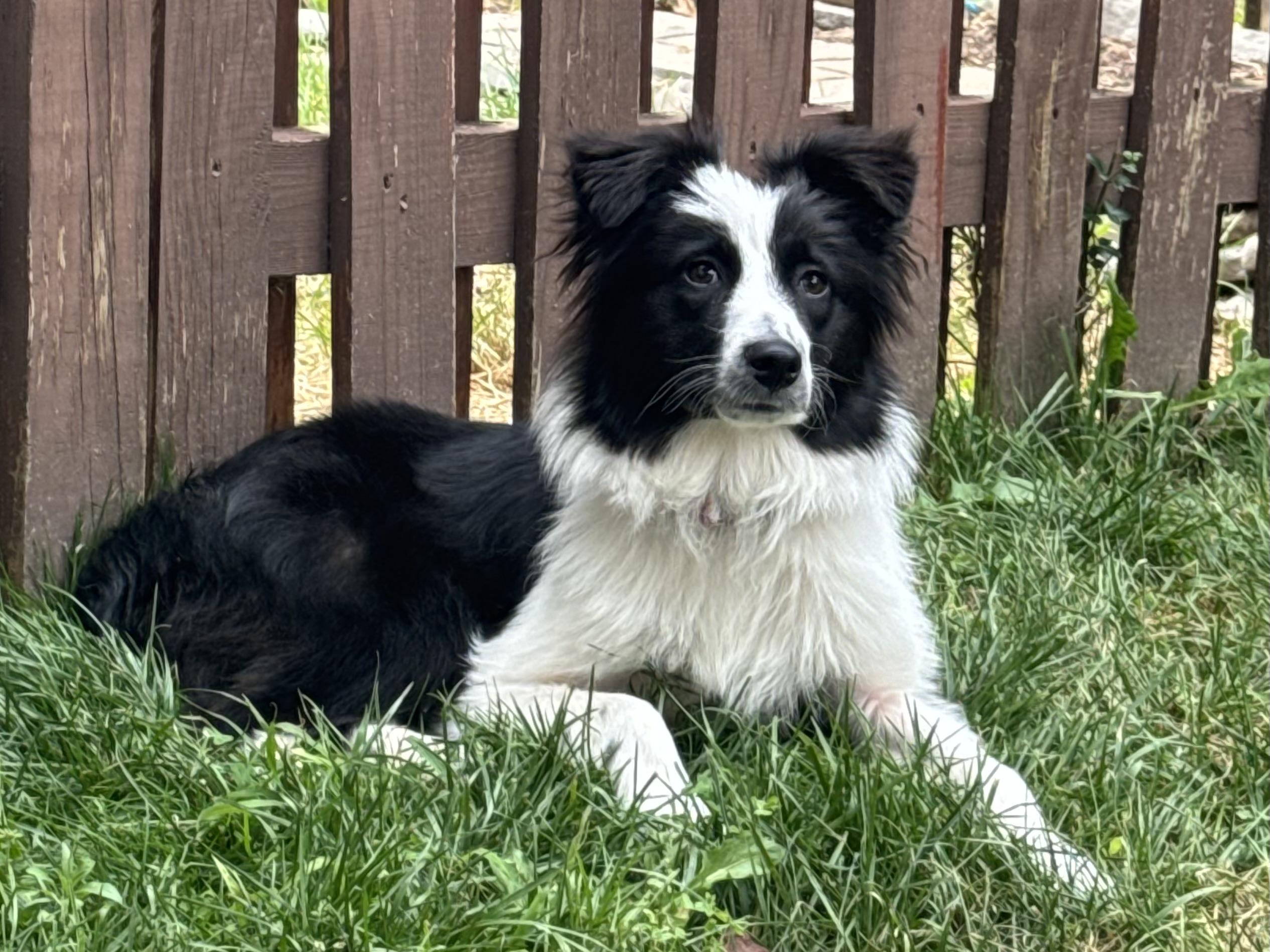 Reno, a ADOPTABLE Australian Shepherd in Alexandria, VA image 2/5