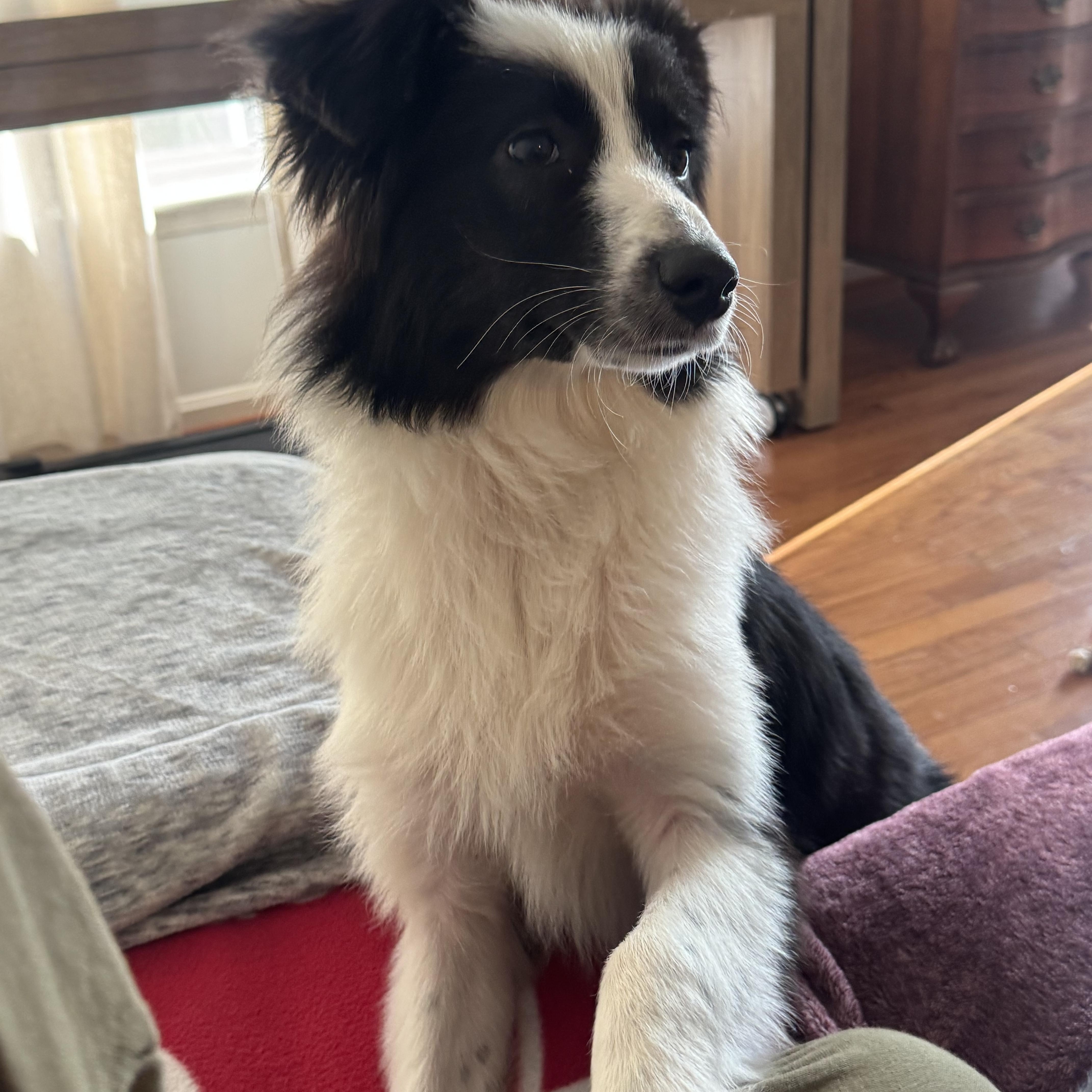 Reno, a ADOPTABLE Australian Shepherd in Alexandria, VA image 3/5
