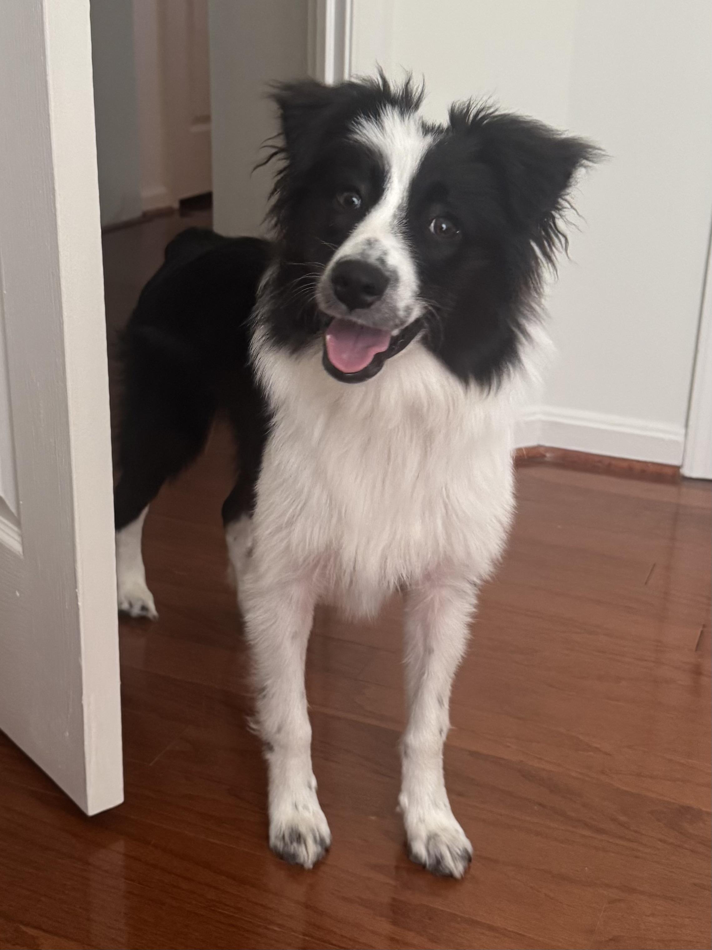 Reno, a ADOPTABLE Australian Shepherd in Alexandria, VA image 1/5