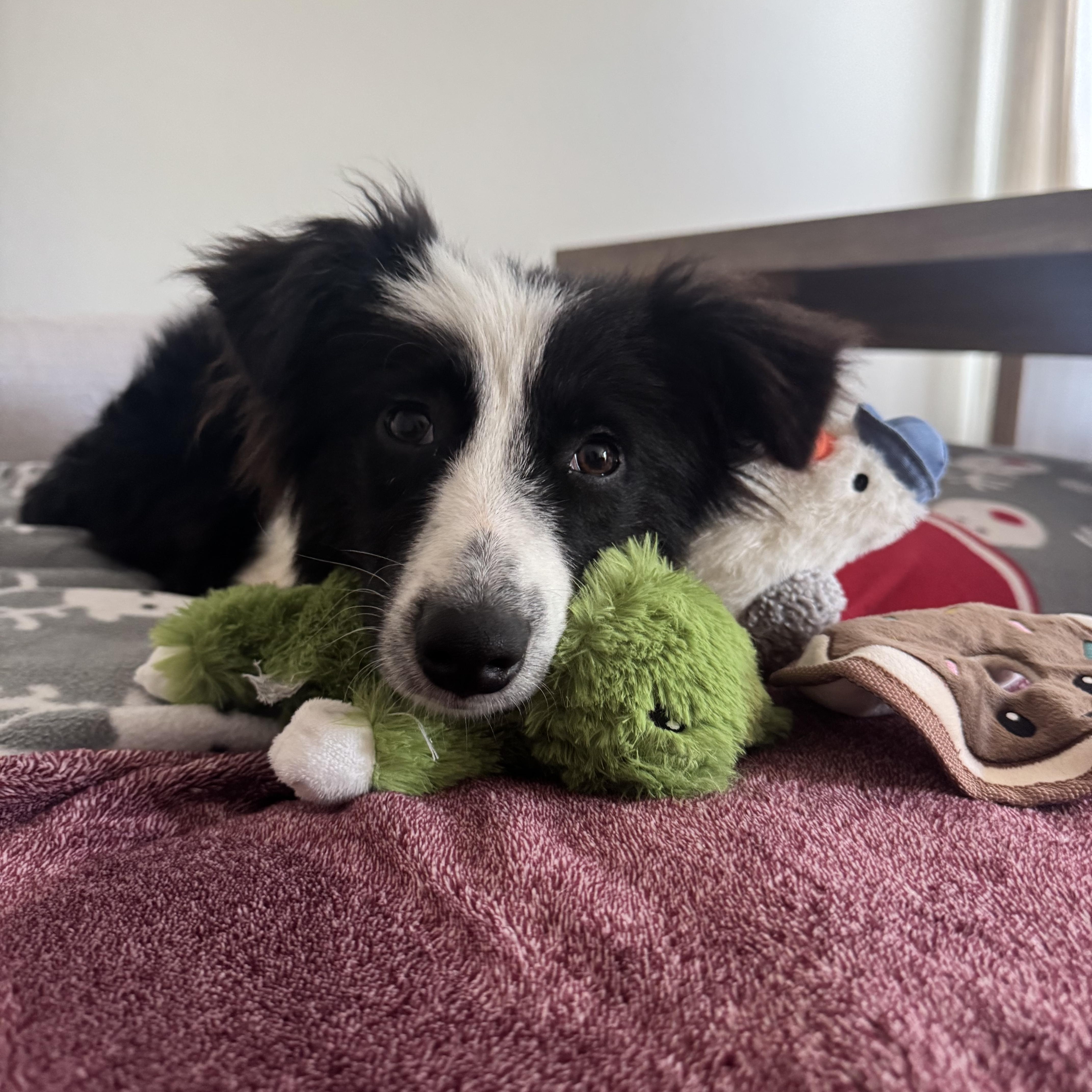 Reno, a ADOPTABLE Australian Shepherd in Alexandria, VA image 4/5