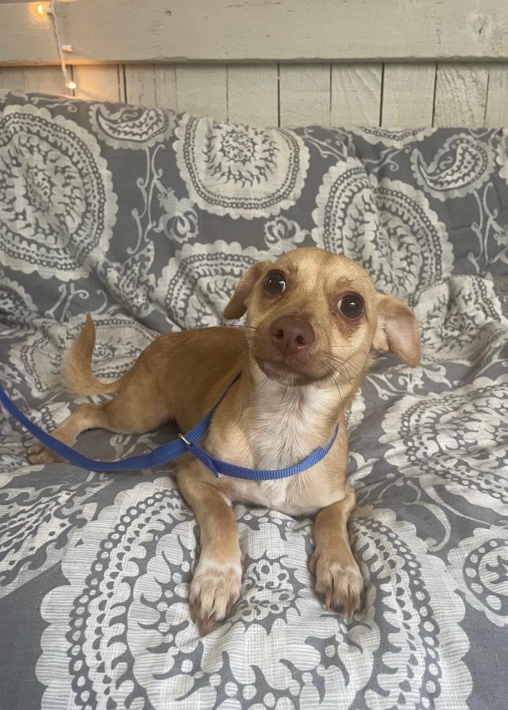 Courage, Adoptable, Young Male Chihuahua.