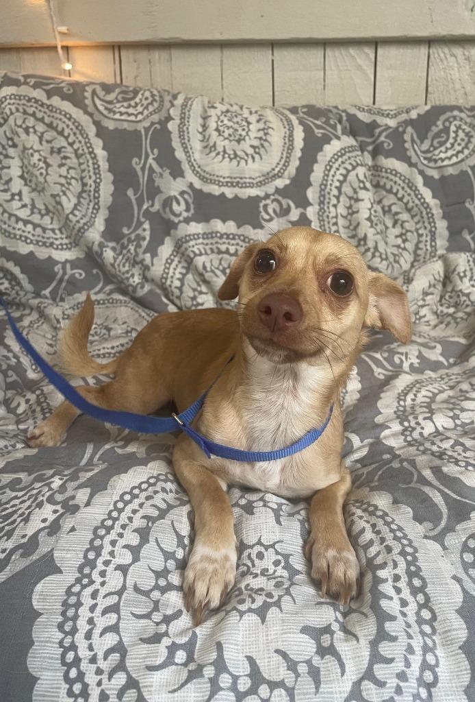 Courage, a Adoptable Chihuahua in Fort Worth, TX image 2/2