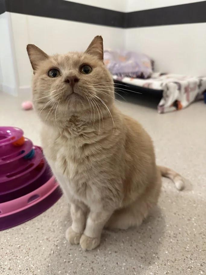 BeeBee, ADOPTABLE, Adult Female Domestic Short Hair.