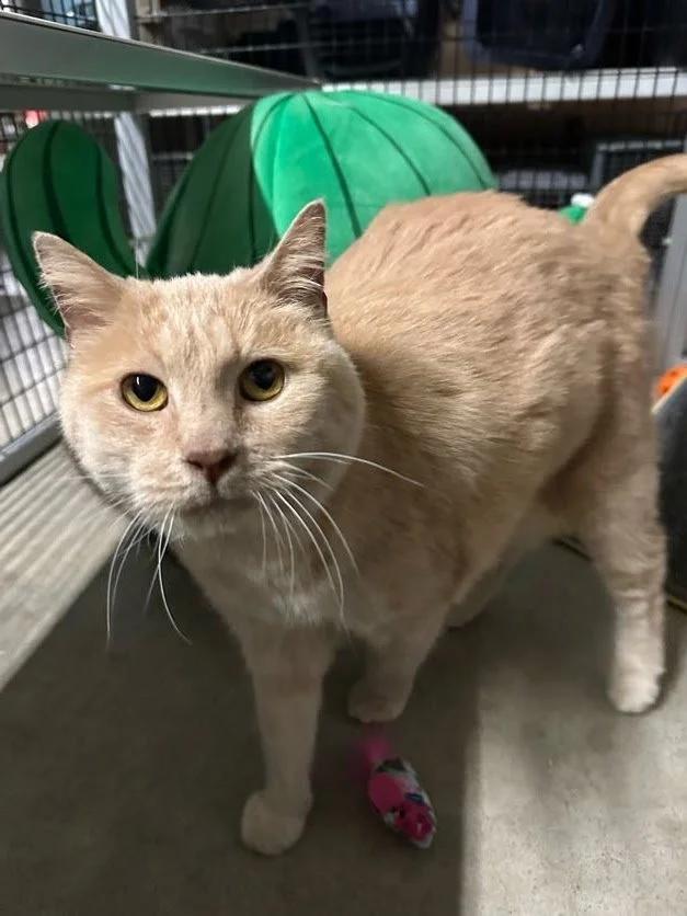 BeeBee, a ADOPTABLE mixed breed in Winona, MN image 6/6