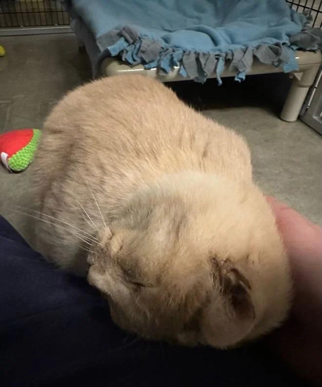 Enlarge BeeBee, a ADOPTABLE mixed breed in Winona, MN image 5/6