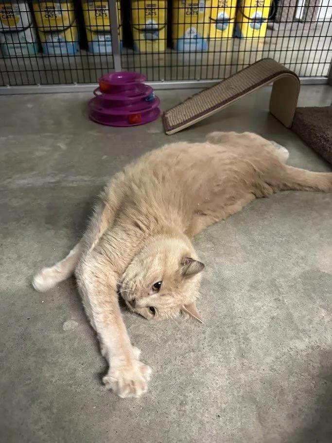 Enlarge BeeBee, a ADOPTABLE mixed breed in Winona, MN image 6/6