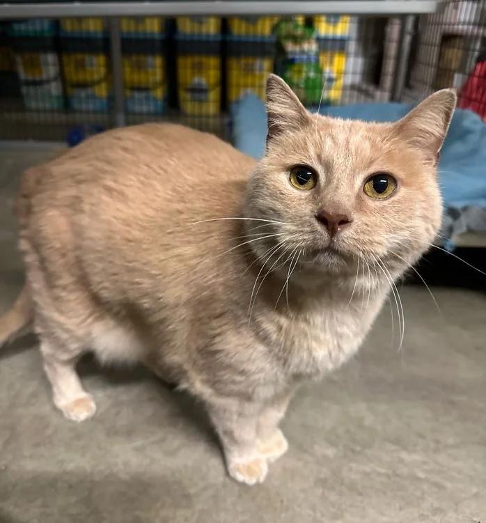 BeeBee, a ADOPTABLE mixed breed in Winona, MN image 3/6