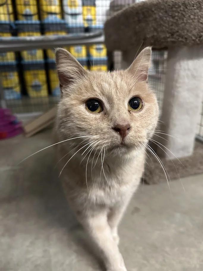 BeeBee, ADOPTABLE, Adult Female Domestic Short Hair.