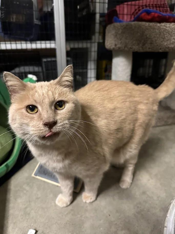 BeeBee, a ADOPTABLE mixed breed in Winona, MN image 4/6