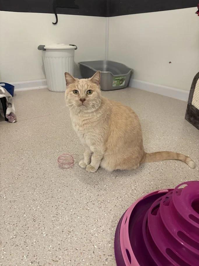 Enlarge BeeBee, a ADOPTABLE mixed breed in Winona, MN image 4/6