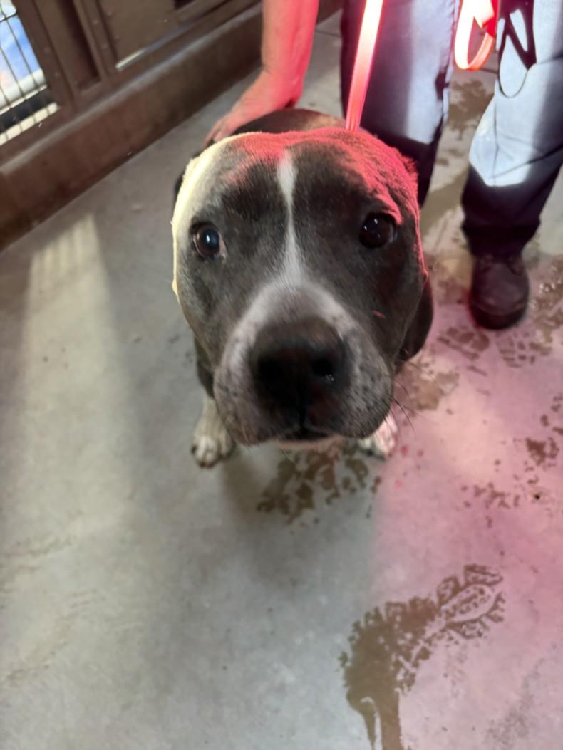 Enlarge MIA, a Adoptable Pit Bull Terrier in Olivehurst, CA image 1/1