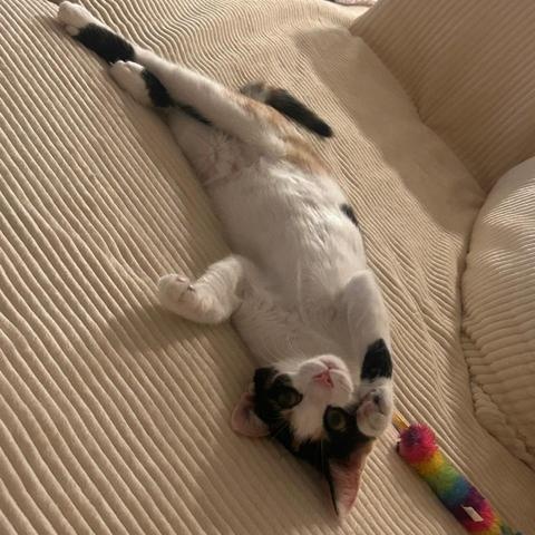 Enlarge Milk and Cookies, a Adoptable Domestic Short Hair in bronx, NY image 5/6