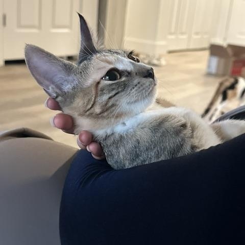 Enlarge Milk and Cookies, a Adoptable Domestic Short Hair in bronx, NY image 4/6